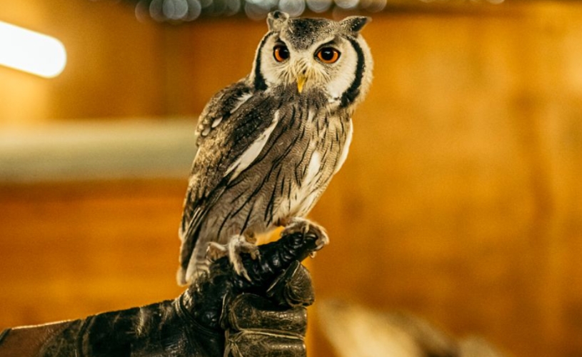 owl flying to post
